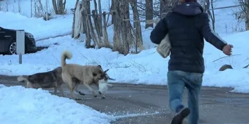 Köpeklerin saldırdığı kediyi çoban kurtardı
