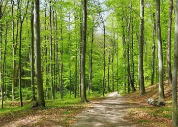 Atıklar sıfırlandı, 425 ağaç kurtarıldı