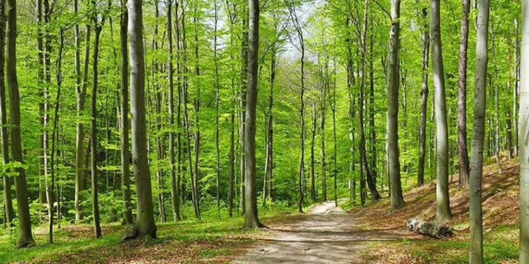 Atıklar sıfırlandı, 425 ağaç kurtarıldı