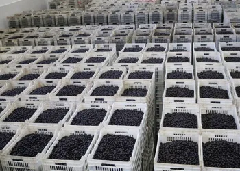 Marmarabirlik’te ürün alımı sona erdi