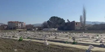 Tütün üreticilerinin telaşı başladı
