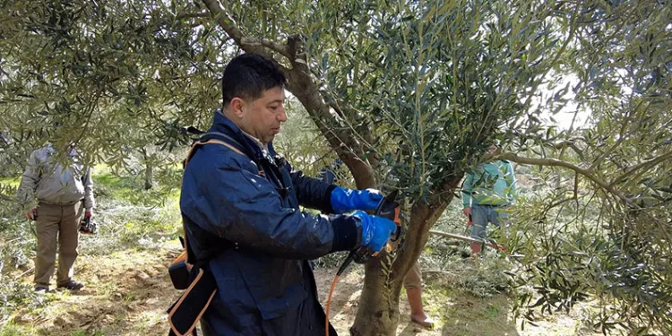 Foça’da zeytin ağaçlarında budama başladı