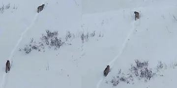 ‘Ormanın hayaleti’ Ardahan’da yeniden görüntülendi