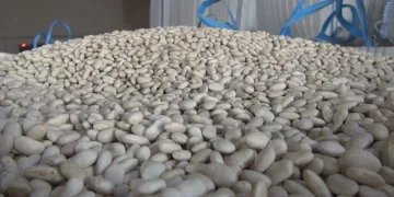 Kolon ve makat kanseri riskini yüzde 35 düşürüyor