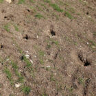Yozgat’ta çiftçinin başı tarla fareleriyle dertte