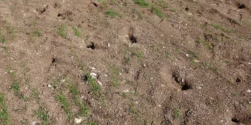 Yozgat’ta çiftçinin başı tarla fareleriyle dertte