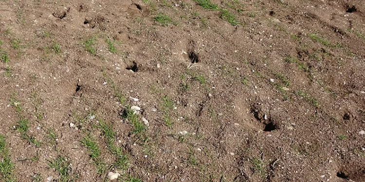 Yozgat’ta çiftçinin başı tarla fareleriyle dertte