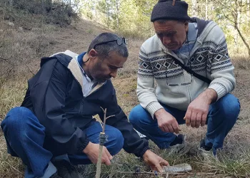 Gelecek nesil için doğadaki meyve ağaçlarını aşılıyor