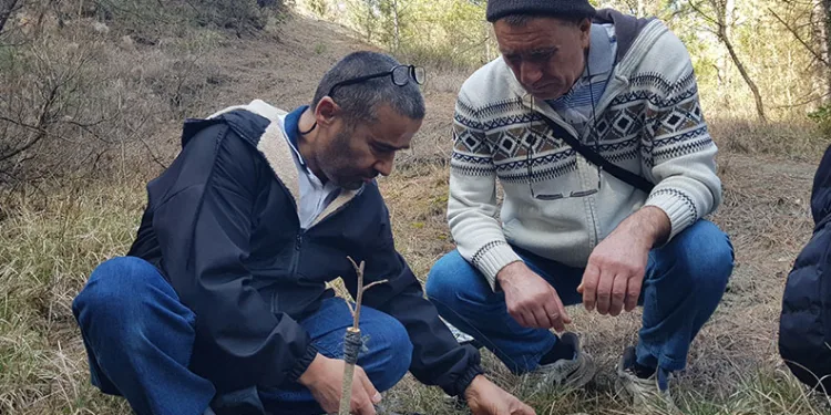 Gelecek nesil için doğadaki meyve ağaçlarını aşılıyor