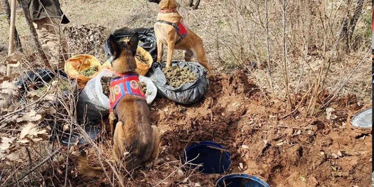 Diyarbakır’da jelikan bidon içerisine saklanmış 43 kilo esrar ele geçirildi