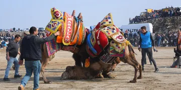 Salihli 10. Geleneksel Deve Güreşi Festivali’ne hazır