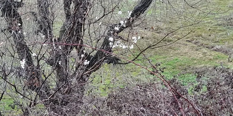 Kulp’ta badem ağaçları vaktinden önce çiçek açtı