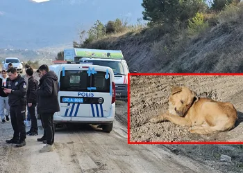 Dehşet veren olay: 10 köpeği uyuşturup ölüme terk ettiler