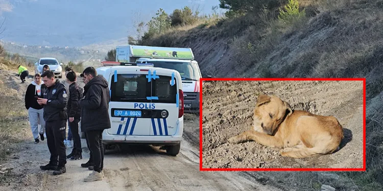 Dehşet veren olay: 10 köpeği uyuşturup ölüme terk ettiler