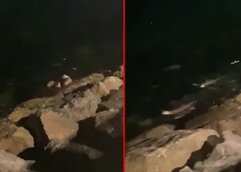 Mudanya sahilinde su samurları görüldü