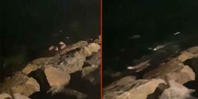 Mudanya sahilinde su samurları görüldü