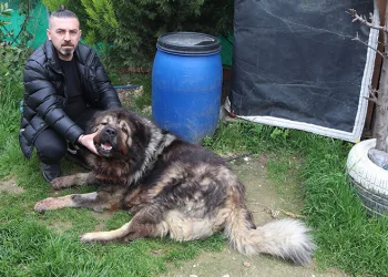 Çalamadığı köpeği pompalı tüfekle vurdu