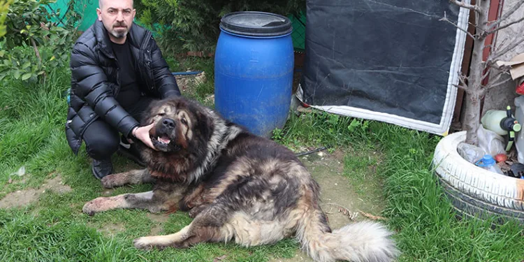 Çalamadığı köpeği pompalı tüfekle vurdu