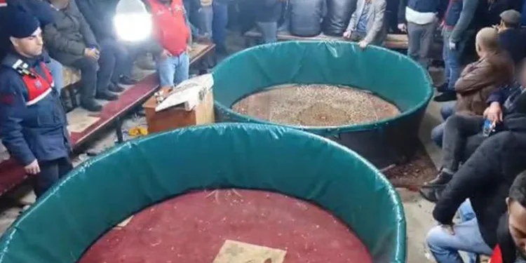 JASAT’tan komando destekli horoz dövüşü operasyonu