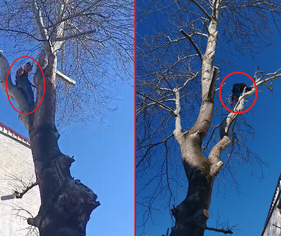 Bursa'da hırsız, kaçarken ağaca tırmandı polise el salladı