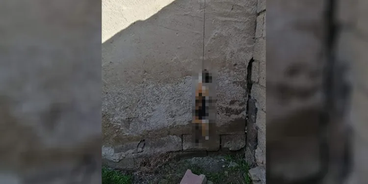 Kedi asılarak öldürüldü