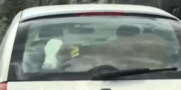 Buzağıyı otomobilin arka koltuğunda taşıdı
