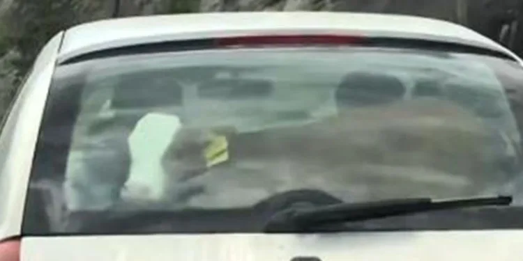 Buzağıyı otomobilin arka koltuğunda taşıdı