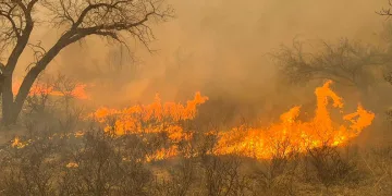 Texas’taki orman yangınlarında 1 kişi hayatını kaybetti