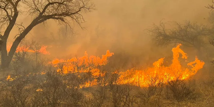 Texas’taki orman yangınlarında 1 kişi hayatını kaybetti