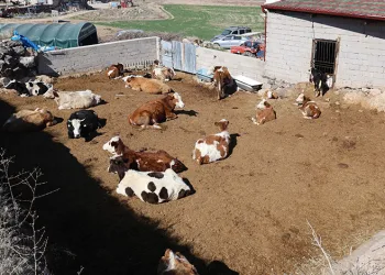 Nevşehir’de boğa baba ve oğluna saldırdı