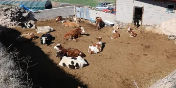 Nevşehir’de boğa baba ve oğluna saldırdı