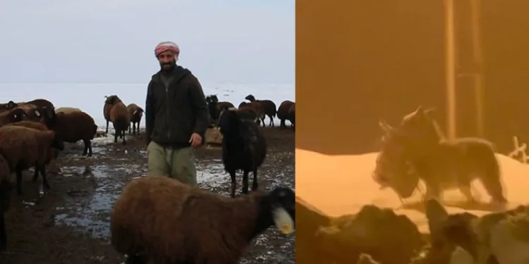 Acıkan kurt şehir merkezine inerek bir köpeği parçaladı