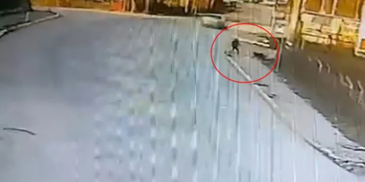Okula giden çocuğa 2 köpek saldırdı