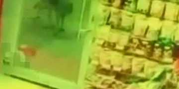 Aç kalan kurt, köpeğe saldırdı