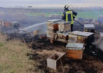 Arı kovanları yandı, arılar telef oldu