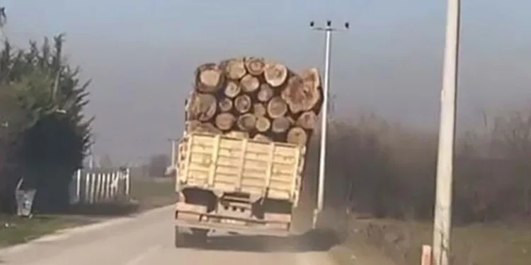 Tomruk yüklü kamyonetin tehlikeli yolculuğu