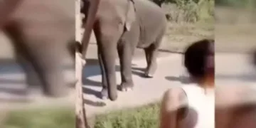 Tayland’da fil sahibini ezerek öldürdü