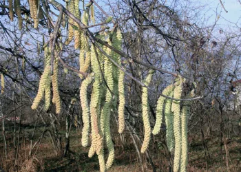 Fındıkta korkutan yıl