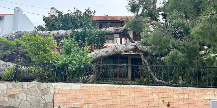 İzmir Çeşme’de dev ağaç evin bahçesine devrildi