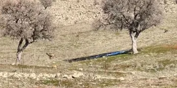 Siverek’te kurt sürüsü kameraya takıldı