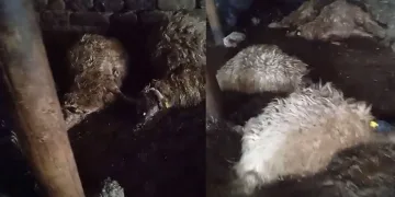 Yüksekova’da ağıl çöktü: 20 koyun telef oldu