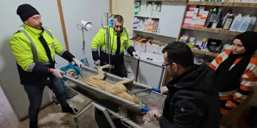 İki sokak köpeğini silahla yaralayan şahıs yakalandı