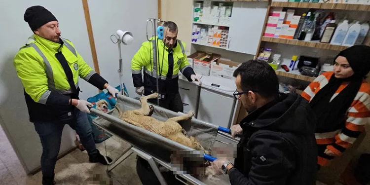 İki sokak köpeğini silahla yaralayan şahıs yakalandı