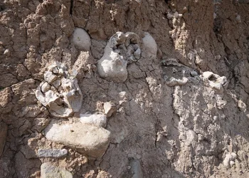 Niğde’de dinozor fosili iddiası