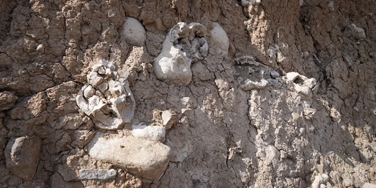 Niğde’de dinozor fosili iddiası