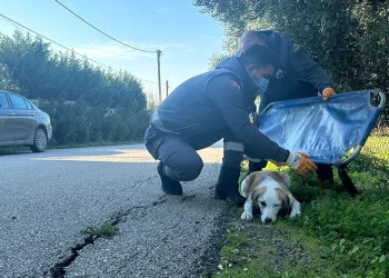 Yaralı halde bulunan köpek sağlığına kavuştu