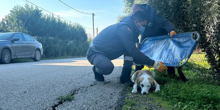 Yaralı halde bulunan köpek sağlığına kavuştu