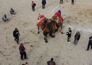 Deve güreşi festivali iptal edildi