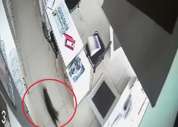 Bursa’da kırılan tavandan aşağı kedi düştü