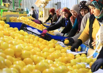 Limon hasadında kadınlar mesaide